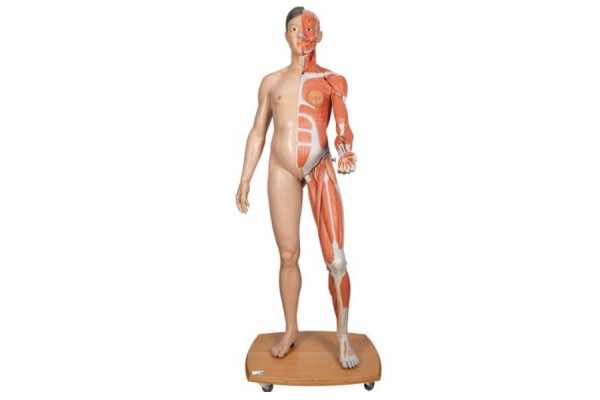 naturalnej wielkości dwupłciowa azjatycka figura ludzka, połowa boku z mięśniami, 39 części - 3b smart anatomy - 1000208 [b52] 3b scientific modele anatomiczne 2